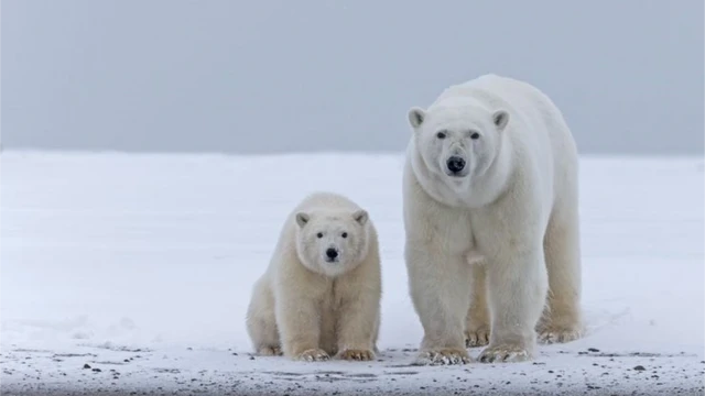 Fêmeaapostas esportivas copaurso polar com seu filhote