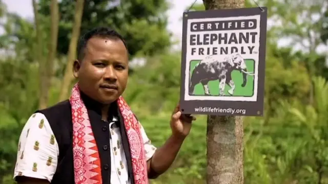 Elephant, Tea Garden, हाथी, चाय का बागान, Assam, असम, तेनज़िंग बोडोसा