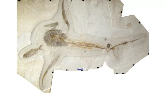 ซากฟอสซิลเก่าแก่ 93 ล้านปี