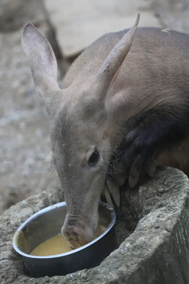 Трубкозуб Миша задохнулся во сне