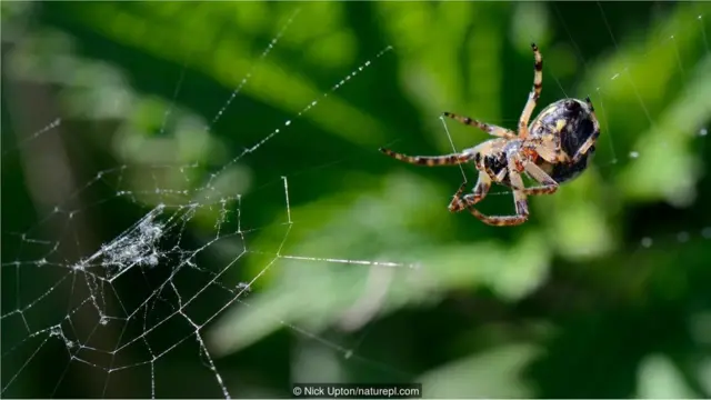 Laba-laba galur (Larinioides cornutus)