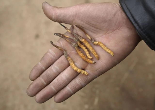 รูปถั่งเช่าในฝ่ามือ