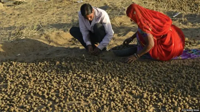 ही जत्रा सात दिवस चालते. उंट पाळणारे लोक जवळपास 20 हजार उंटांना जत्रेत आपल्यासोबत घेऊन येतात.