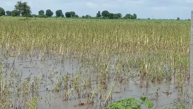 પાકનુકસાની