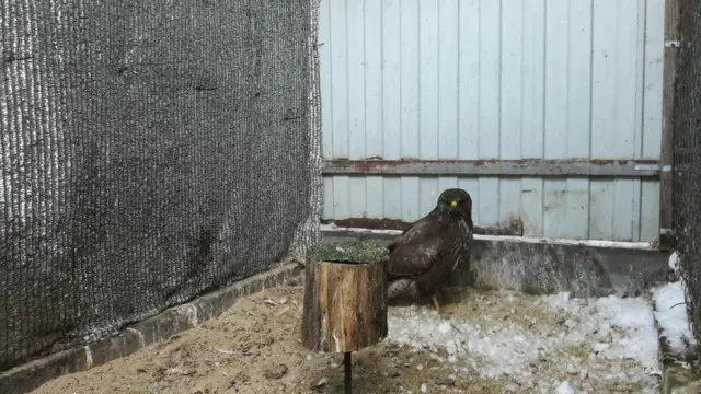 Канюк, яструб