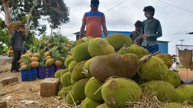 میوه درخت نان صحرایی یا جک‌فروت