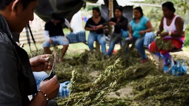 Plantaci'on de mariahuna en el Cauca.