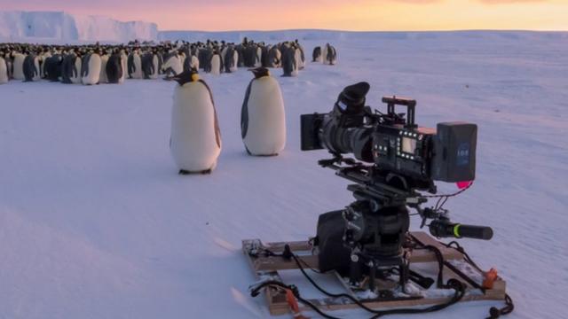 In 2016, wildlife cameraman Lindsay McCrae received some great news. He'd been offered the job of a lifetime: filming emperor penguins in Antarctica as part of a small team working on David Attenborough's new BBC series Dynsasties.