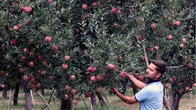 కశ్మీర్ ఆపిల్