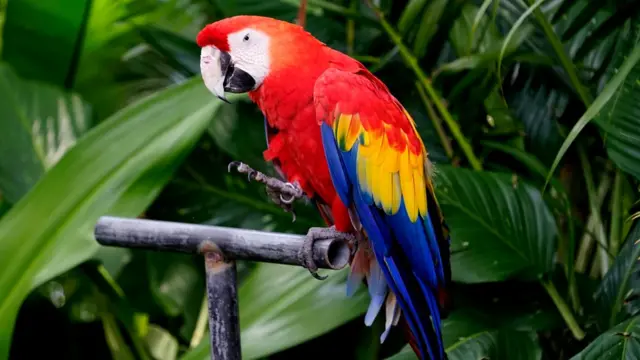 Попугаи обучаются путем звукоподражания