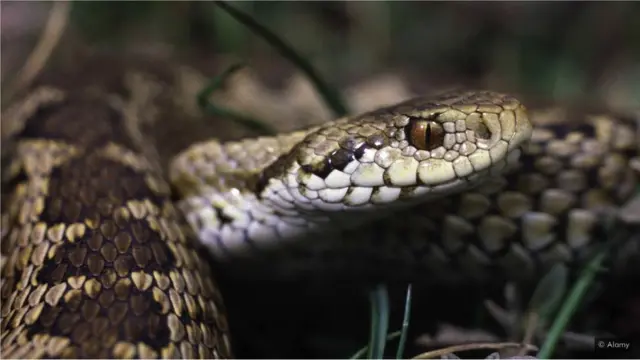 Planinski žutokrug, deli planinsko stanište sa marsikanskim mrkim medvedom