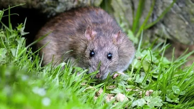 எலிகளின் பெருக்கத்தால் லட்சகணக்கானோரின் வாழ்வாதாரம் சிதையலாம்