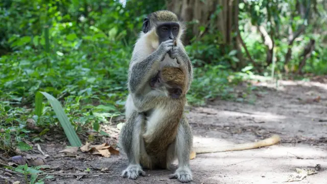 Mono en Gambia