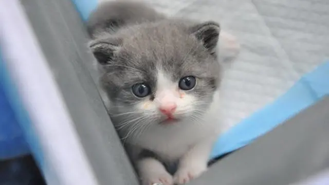 Кытайдагы биринчи клон мышыктын аты Чеснок, ал 2019-жылы 21-июлда жарык дүйнөгө келди