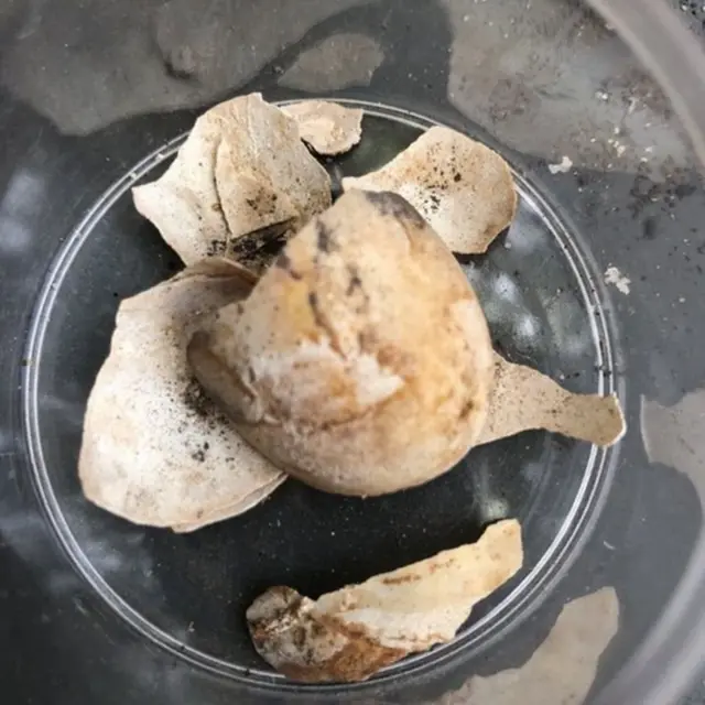 తాబేలు గుడ్డు