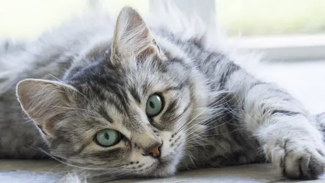 এমন একটি বিড়াল হতে পারে সঙ্গী