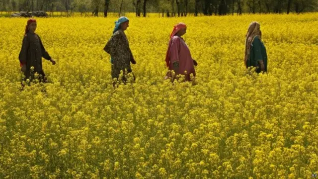 सरसों की खेती