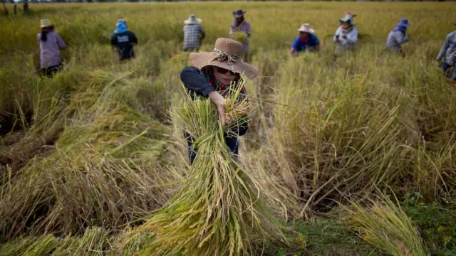 ชาวนาเกี่ยวข้าว