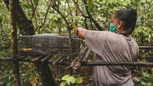 Armadilha para pegar macacos