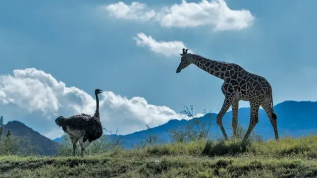 जानवरों के बीच दोस्ती