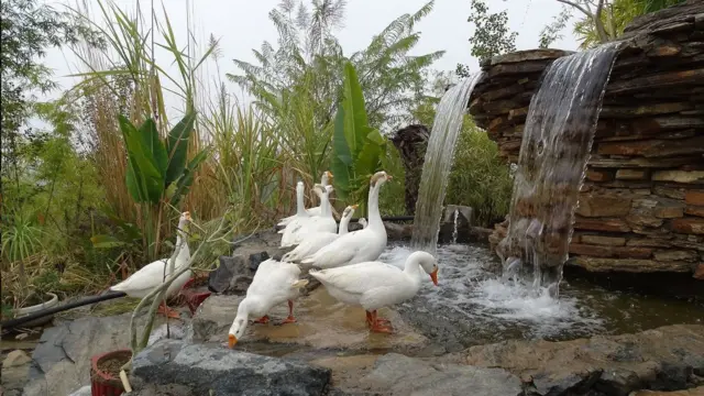 పిప్లాంత్రి