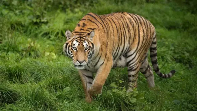 वाघ
