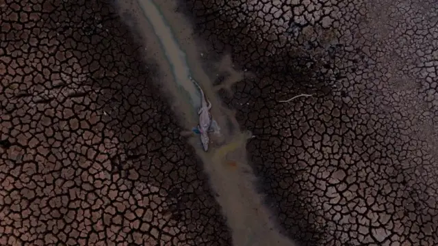 Aerial view of scorched land showing a dead alligator