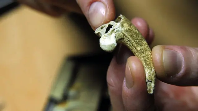 Пазур орла, який неандертальці могли використовувати як прикрасу