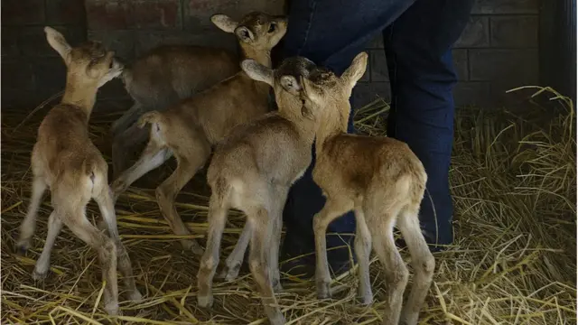 لاہور چڑیا گھر