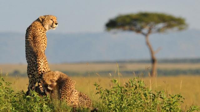 Мода на экзотику поставила гепарда на грань вымирания - BBC News Русская  служба