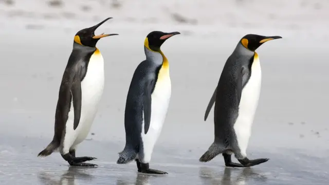 Пингвины