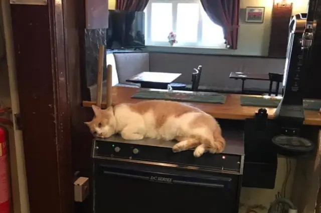 Уилбур в пабе Red Lion