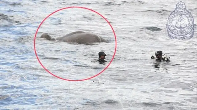 இலங்கை : கடலில் அடித்து செல்லப்பட்ட யானை காப்பாற்றிய கடற்படை