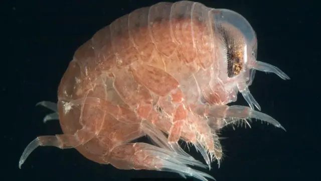 हाइपराइड