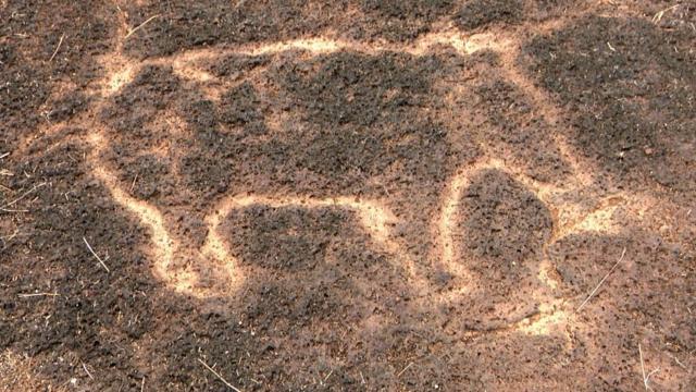 失われた文明の痕跡？ 岩に刻まれた絵、サメやクジラも インド - BBC