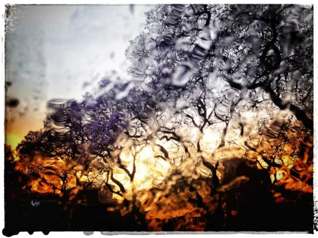 A group of trees through the window