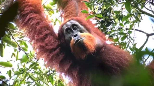 orangutan, tapanuli