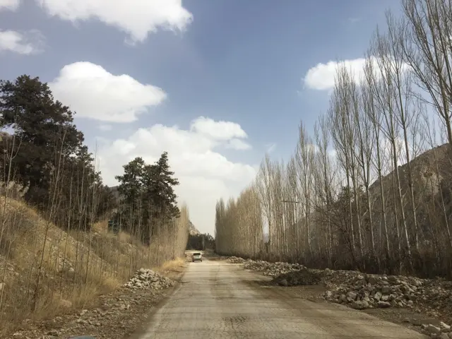 ਜੁਨੀਪਰ ਜੰਗਲ