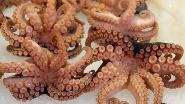 Octopus on display at the Mercado Central food market in Valencia, Spain.