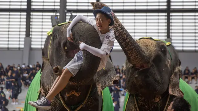 2017年8月，泰国芭提雅，大象用鼻子卷住一名游客并伸到空中