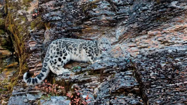 हिम तेंदुआ