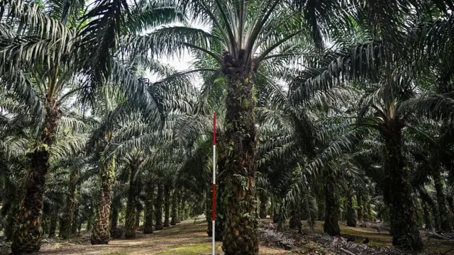 পাম তেল নিয়ে মালয়েশিয়ার একটি গবেষণা কেন্দ্রে গাছের সারি