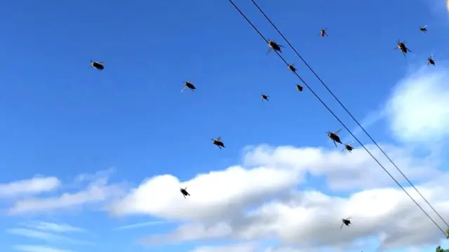 شہد کی مکھی