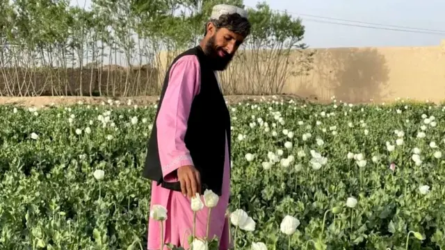 अफ़ग़ानिस्तान अफ़ीम तालिबान तस्करी