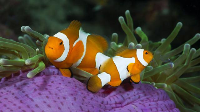 Descubre Al Pez Con Luz En La Cabeza: Un Fascinante Fenómeno Natural