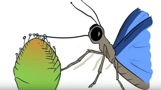 خرطوم در ابتدا نه برای مکیدن شهد گلها، بلکه برای مکیدن قطرات آب از روی گیاهان مخروطی تکامل یافته است