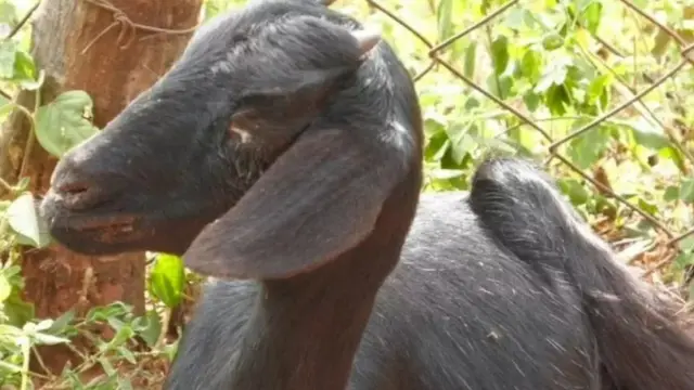 هند