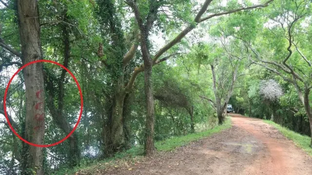 සලකුණු කළ ගසක්