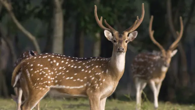 সুন্দরবনের চিত্রা হরিণ