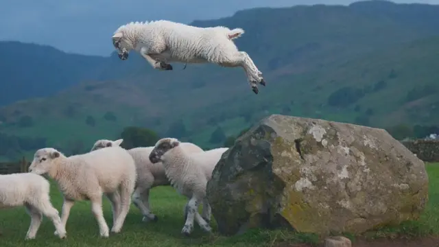 Баран, прыгающий с камня